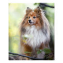 Recherche de sheltie posters Chien de garde