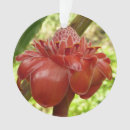 Recherche de gingembre photographie Floral