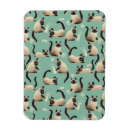 Recherche de siamois magnets Chats