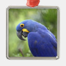 Recherche de ailes dange Sauvage