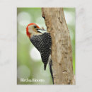 Recherche de ventre cartes postales Oiseau
