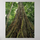 Recherche de forêt tropicale art Flore