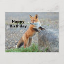 Recherche de renard anniversaire cartes Nature