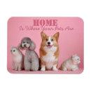 Recherche de compagnie magnets Chat