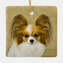 Zoek naar vlinder hond ornamenten Papillon