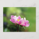 Recherche de pretty cartes postales Rose