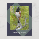 Recherche de roux cartes postales Friend
