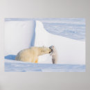 Zoek naar baby ijsbeer posters Dier
