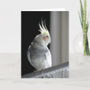 Recherche de cockatiel vœux cartes Oiseau