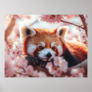Zoek naar rode panda posters Natuur