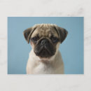 Recherche de chiots de carlin cartes postales Animaux