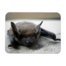 Recherche de batte magnets Brun