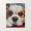 Recherche de cavalier king charles puzzles Puppy