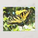 Recherche de papillon à queue jaune cartes postales Avale