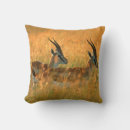 Recherche de gazelle coussins Faune