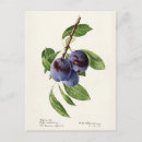 Recherche de fruit prune cartes postales Vintage