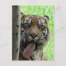 Recherche de tigre sumatran cartes postales Animaux