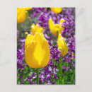 Recherche de tulipe jaune cartes postales Printemps