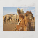Recherche de camelus Animal