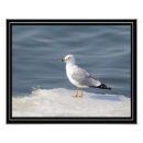 Recherche de ornithologie posters Nature