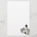 Recherche de chaton espiègle Chat tigré