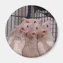 Recherche de ratties magnets Animaux familiers