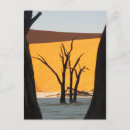 Recherche de namibie cartes postales Arbre