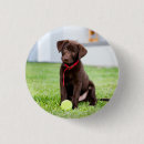 Recherche de chocolat labrador badges Chiot
