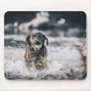 Recherche de labrador retriever noir tapis souris Dog