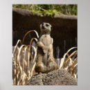 Recherche de suricate posters Animal