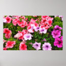 Recherche de pétunia art Botanique