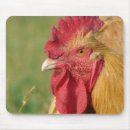 Zoek naar buffs Kip