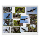 Recherche de aigle posters Faune