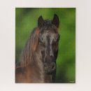 Zoek naar friesian horse puzzels Bob langers