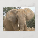 Recherche de dumbo posters Animaux
