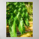 Recherche de perse posters Arbre