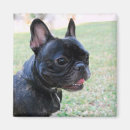 Recherche de french bulldog magnets Mignon