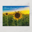 Recherche de salutations kansas cartes postales Tournesol
