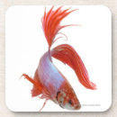 Recherche de poissons de betta Animal
