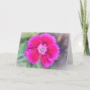 Zoek naar dianthus kaarten Roze