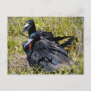 Recherche de superbe cartes postales Homme
