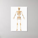 Zoek naar rugpijn posters Ruggengraat