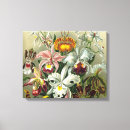Recherche de orchidée art Ernst haeckel
