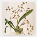 Zoek naar wortels etiketten Bloemen