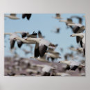 Zoek naar geen afval posters Natuur