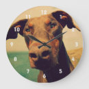 Recherche de dobermann horloges Animal