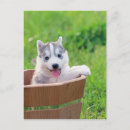 Recherche de husky cartes postales Chiot