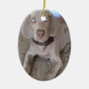 Zoek naar weimaraner ornamenten Puppy
