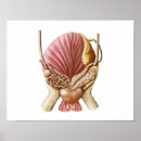 Recherche de organes sexuels posters Soins de santé