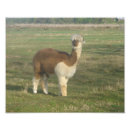 Recherche de d alpaga posters Animal
